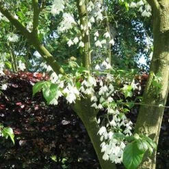 Halesia Carolina - Snowdrop Tree -Eco Nest Store Halesia carolina 02