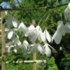 Halesia Carolina - Snowdrop Tree -Eco Nest Store Halesia carolina 03