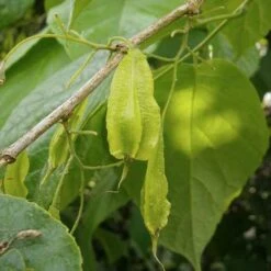 Halesia Carolina - Snowdrop Tree -Eco Nest Store Halesia carolina 04