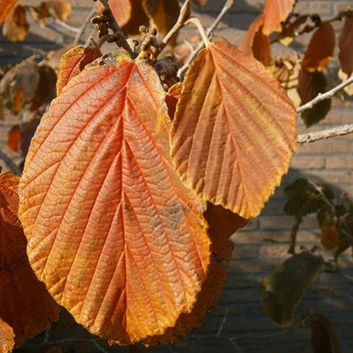 Hamamelis X Intermedia Jelena 4 Hamamelis X Intermedia Jelena - Image 2