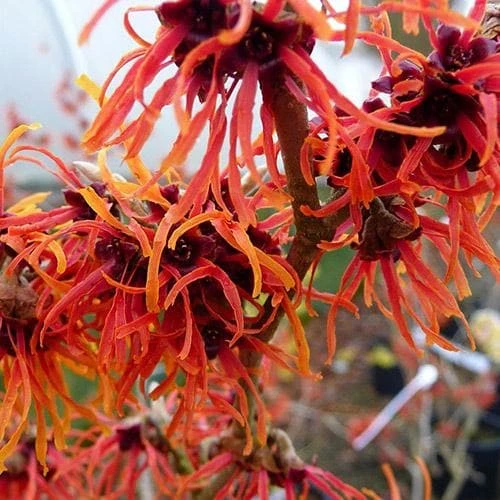 Hamamelis X Intermedia Jelena 5 Hamamelis X Intermedia Jelena - Image 3