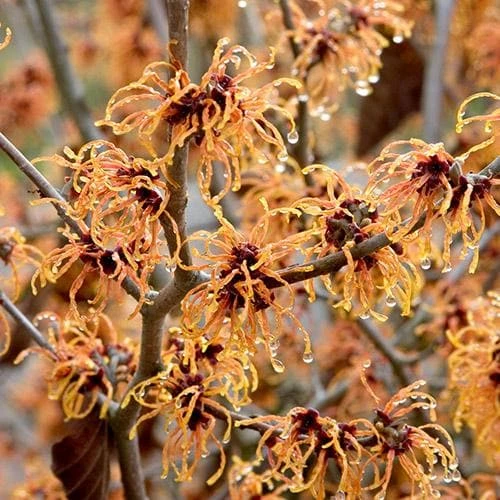 Hamamelis X Intermedia Jelena 3 Hamamelis X Intermedia Jelena