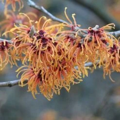 Hamamelis X Intermedia Jelena 9 Hamamelis X Intermedia Jelena -Eco Nest Store Hamamelis int Jelena 04