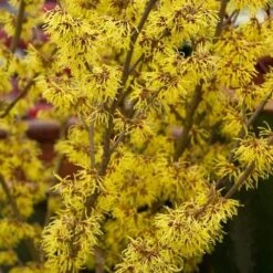 Hamamelis X Intermedia Arnold Promise 11 Hamamelis X Intermedia Arnold Promise -Eco Nest Store Hamamelis intermedia Arnold Promise 03