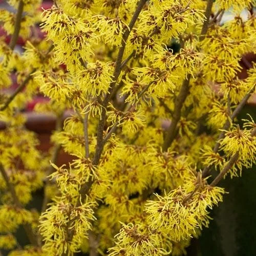 Hamamelis X Intermedia Arnold Promise 6 Hamamelis X Intermedia Arnold Promise - Image 4