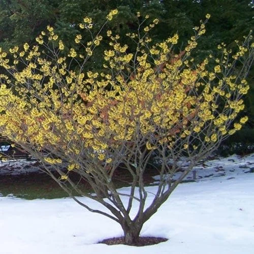 Hamamelis X Intermedia Arnold Promise 4 Hamamelis X Intermedia Arnold Promise - Image 2