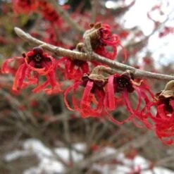 Hamamelis X Intermedia Diane -Eco Nest Store Hamamelis intermedia Diane 04