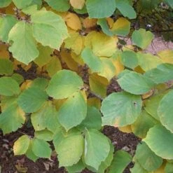 Hamamelis X Intermedia Diane -Eco Nest Store Hamamelis intermedia Diane 06