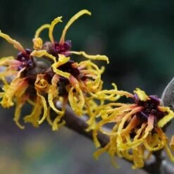 Hamamelis X Intermedia Orange Beauty -Eco Nest Store Hamamelis x intermedia Orange Beauty 2