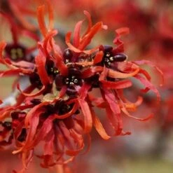 Hamamelis X Intermedia Orange Beauty -Eco Nest Store Hamamelis x intermedia Orange Beauty 3