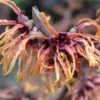 Hamamelis X Intermedia Orange Beauty -Eco Nest Store Hamamelis x intermedia Orange Beauty 4