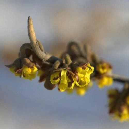 Hamamelis X Intermedia Pallida 4 Hamamelis X Intermedia Pallida - Image 2