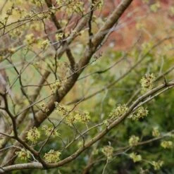 Hamamelis X Intermedia Pallida 7 Hamamelis X Intermedia Pallida -Eco Nest Store Hamamelis x intermedia Pallida 03