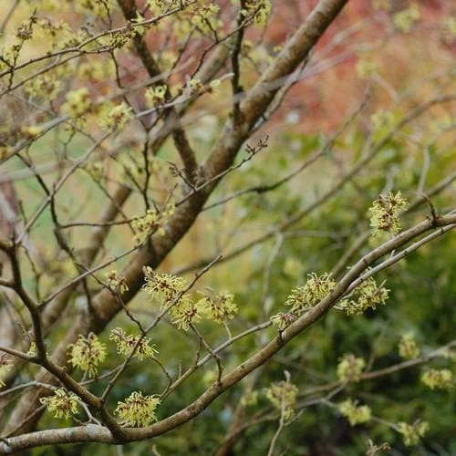 Hamamelis X Intermedia Pallida 5 Hamamelis X Intermedia Pallida - Image 3