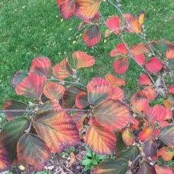 Hamamelis X Intermedia Ruby Glow -Eco Nest Store Hamamelis x intermedia Ruby Glow 2