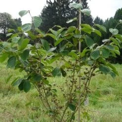 Hamamelis X Intermedia Westerstede 8 Hamamelis X Intermedia Westerstede -Eco Nest Store Hamamelis x intermedia Westerstede 3