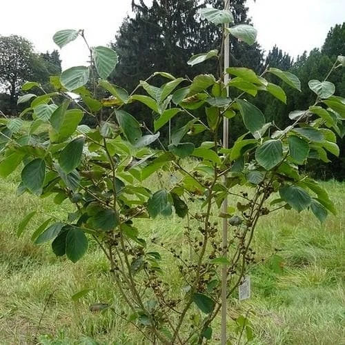 Hamamelis X Intermedia Westerstede 5 Hamamelis X Intermedia Westerstede - Image 3
