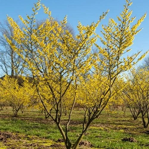 Hamamelis X Intermedia Westerstede 6 Hamamelis X Intermedia Westerstede - Image 4