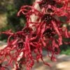 Hamamelis X Intermedia Birgit -Eco Nest Store Hamamelisint. Birgit 01