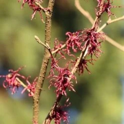Hamamelis X Intermedia Birgit -Eco Nest Store Hamamelisint. Birgit 02