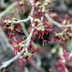 Hamamelis X Intermedia Birgit -Eco Nest Store Hamamelisint. Birgit 03