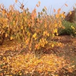 Hamamelis X Intermedia Birgit -Eco Nest Store Hamamelisint. Birgit 04