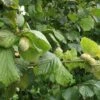 Cobnut - Corylus Avellana Cosford Cob -Eco Nest Store Hazel Cosford Cob 01