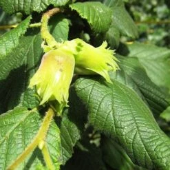 Cobnut - Corylus Avellana Cosford Cob -Eco Nest Store Hazel Cosford Cob 03