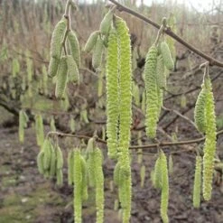 Cobnut - Corylus Avellana Cosford Cob -Eco Nest Store Hazel Cosford Cob 04