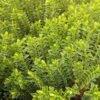 Hebe Buxifolia Nana -Eco Nest Store Hebe Buxifolia 01