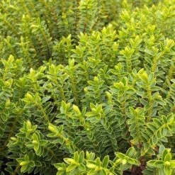 Hebe Buxifolia Nana