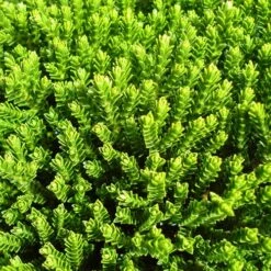 Hebe Buxifolia Nana -Eco Nest Store Hebe Buxifolia 03