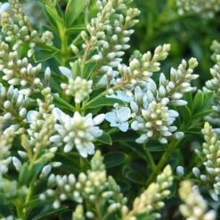 Hebe Buxifolia Nana -Eco Nest Store Hebe Buxifolia 04