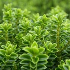 Hebe Buxifolia Nana -Eco Nest Store Hebe Buxifolia 05