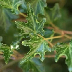 Hedera Helix Ivalace -Eco Nest Store Hedera helix Ivalace 03