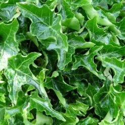 Hedera Helix Ivalace -Eco Nest Store Hedera helix Ivalace 05