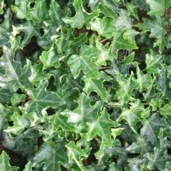 Hedera Helix Ivalace -Eco Nest Store Hedera helix Ivalace 06