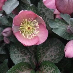 Helleborus X Hybridus Pretty Anna Pink -Eco Nest Store Helleborus Pretty Anna Pink 02