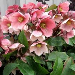 Helleborus X Hybridus Pretty Anna Pink -Eco Nest Store Helleborus Pretty Anna Pink 03