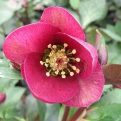 Helleborus X Hybridus Pretty Anna Pink -Eco Nest Store Helleborus Pretty Anna Pink 04