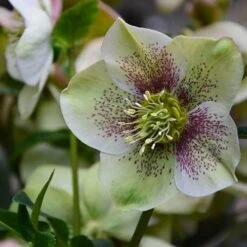 Helleborus X Hybridus Pretty Anna Spotted -Eco Nest Store Helleborus Pretty Anna Spotted 03