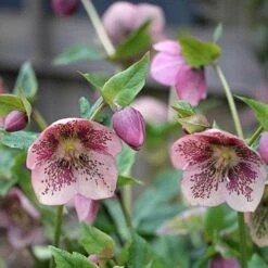 Helleborus X Hybridus Pretty Anna Spotted -Eco Nest Store Helleborus Pretty Anna Spotted 04