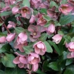 Helleborus X Ericsmithii Angel Glow -Eco Nest Store HelleborusAngelGLow5