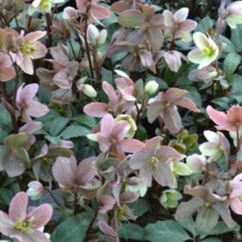 Helleborus × Ericsmithii Winter Sunshine 4 Helleborus × Ericsmithii Winter Sunshine - Image 2