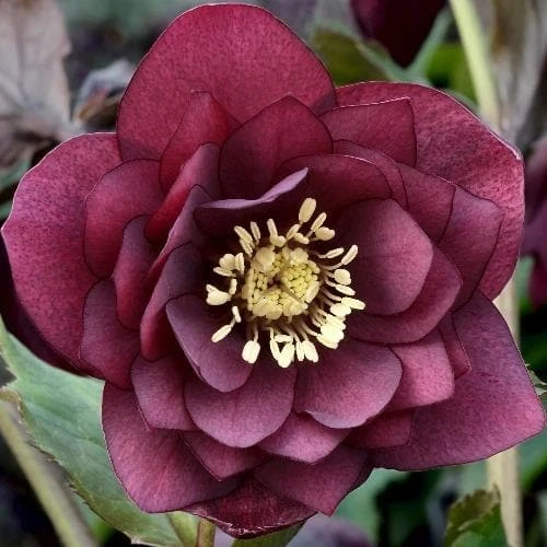 Helleborus X Hybridus Double Anna Red 3 Helleborus X Hybridus Double Anna Red