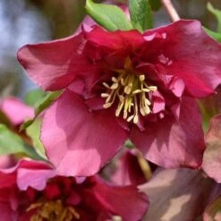 Helleborus X Hybridus Double Anna Red 8 Helleborus X Hybridus Double Anna Red -Eco Nest Store Helleborus Double Anna Red 05
