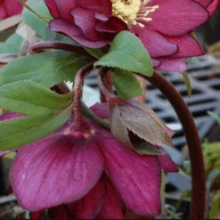 Helleborus X Hybridus Double Anna Red 9 Helleborus X Hybridus Double Anna Red -Eco Nest Store Helleborus Double Red 01