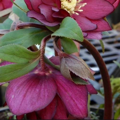Helleborus X Hybridus Double Anna Red 6 Helleborus X Hybridus Double Anna Red - Image 4