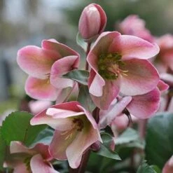 Helleborus X Ericsmithii Angel Glow -Eco Nest Store HellebrousAngelGlow