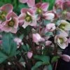 Helleborus X Ericsmithii Angel Glow